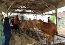 Awal 2026, Ratusan Ternak di Tuban Terjangkit PMK