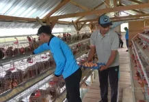 Bumdes Keduyung Dukung Program MBG lewat Usaha Ayam Petelur