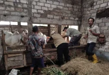 Pemkab Tuban Perkuat Pengawasan dan Edukasi Cegah Penularan PMK