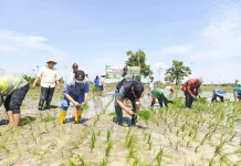 Gerakan Tanam Padi MT2 Lamongan, Dukung Swasembada Pangan