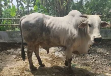 Bojonegoro Menjadi Sentra Penghasil Bibit Sapi Penaranakan Engole Terbaik