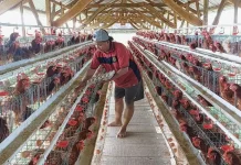BUMDes Laren Sukses Pasok Telur untuk Program MBG