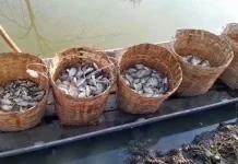 Akibat Banjir, Petani Tambak Lamongan Alami Gagal Panen