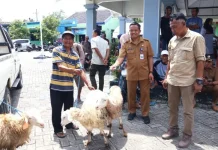 Pemkab Bojonegoro Kembali Salurkan Bantuan Domba Kepada Penerima Manfaat
