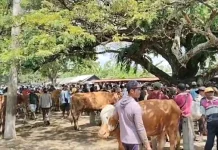 Menjelang Iduladha, Harga Sapi di Pasar Kerek Tuban Naik hingga Rp1,5 Juta