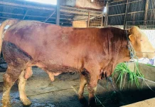 Presiden Prabowo Beli Sapi Jumbo Asal Lamongan Seberat 1,2 Ton