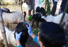 Bursa Kurban Lamongan Dibuka, Peternak Dipermudah lewat Aplikasi Si Sapi