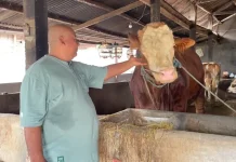 Suwignyo Peternak Sapi Jumbo Lamongan Bangga Presiden Beli Kurban Darinya