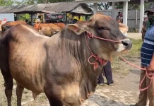 Harga Sapi Kurban Naik, Pasar Hewan Tikung Lamongan Dipadati Pembeli