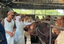 Menjelang Iduladha, Pasokan Hewan Ternak di Jatim Mencukupi