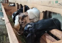 Penjualan Hewan Kurban di Lamongan Lesu, Faktor Pembeli Patungan