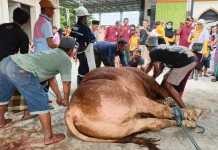 Penyembelihan Sapi 1.1 Ton Bantuan Presiden Jadi Tontonan Warga Mantup, Lamongan