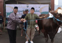 Kapolres Lamongan Sembelih Langsung Sapi Kurban Jumbo Seberat 1,2 Ton