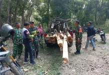 Komplotan Pencuri Kayu Liar Diamankan Petugas di Kawasan Perhutani Jatirogo