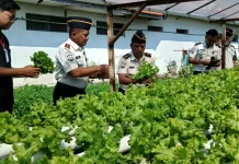 Dukung MBG, Lapas Kelas IIB Lamongan Pasok Selada untuk Mitra SPPG