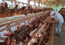 Harga Telur Anjlok, Peternak Ayam Petelur Lamongan Merugi
