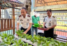 Dukung Ketahanan Pangan, Lapas Tuban Panen Pakcoy Hidroponik Hasil Budidaya WBP
