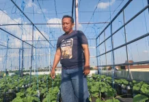Kreatif, Warga Lamongan Sulap Atap Rumah Jadi Kebun Melon