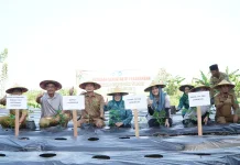 Ketahanan Pangan, Pemkab Lamongan Luncurkan Program Tanam Tomat Cabai
