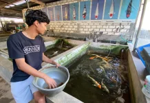 Bisnis Budidaya Ikan Koi di Tuban Raup Omset Jutaan Rupiah