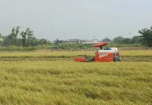 Harga Gabah di Lamongan Tembus Rp8.400 per Kilogram, Petani Bersuka Cita