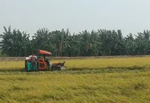 Harga Gabah Lamongan Mantap, Bupati Ingatkan Jaga Cadangan Pangan