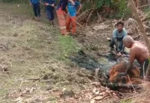 Damkar Lamongan Evakuasi Sapi Terjebak Lumpur Empang