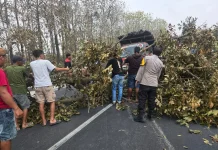 Pohon Tumbang Ganggu Jalan di Mantup, Polisi dan Warga Bergerak Cepat