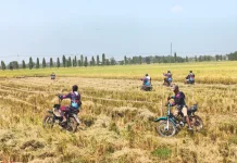 Sawah Jadi Sirkuit, Balap Ojek Gabah Semarakkan Panen Raya di Lamongan