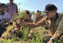 Panen Raya Padi-Bawang Melimpah, Petani Lamongan Sumringah