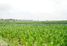 Harga Tembakau Lamongan Tembus Rp52 Ribu per Kilogram