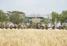 Kodim 0812 Lamongan Panen Padi PMJ 02, Dorong Ketahanan Pangan