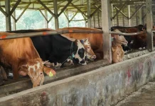 Dua Tahun Asta Cita, Lamongan Mantapkan Populasi Ternak Perkuat Lumbung Protein