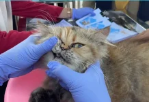 Disnakeswan Lamongan Gencarkan Vaksinasi Rabies Gratis, Sasar Perumahan