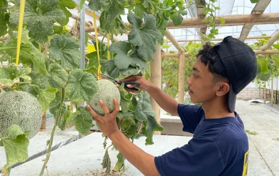 Budidaya Melon di Bojonegoro Suguhkan Panen Berkualitas Tinggi