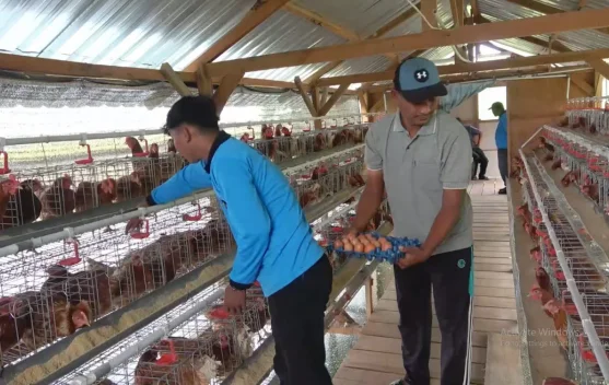 Bumdes Keduyung Dukung Program MBG lewat Usaha Ayam Petelur