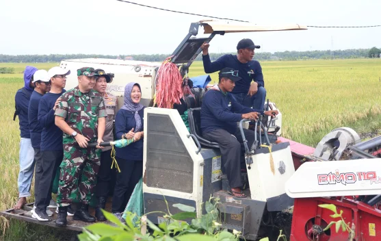 Perkuat Sektor Pangan, Pemkab Bojonegoro Panen Padi Varietas Gamagora