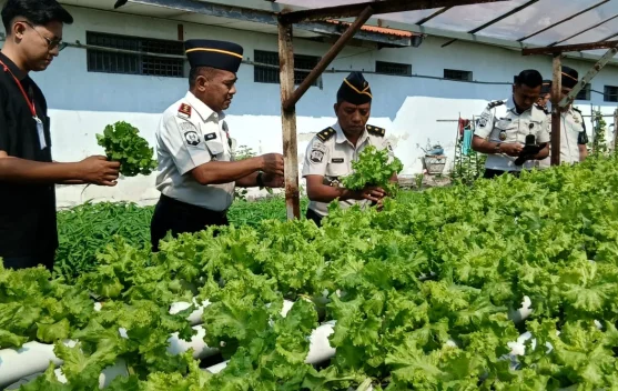 Dukung MBG, Lapas Kelas IIB Lamongan Pasok Selada untuk Mitra SPPG