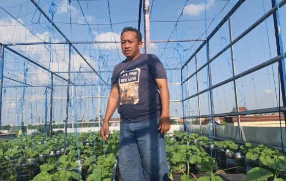 Kreatif, Warga Lamongan Sulap Atap Rumah Jadi Kebun Melon