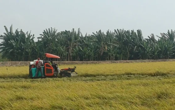 Harga Gabah Lamongan Mantap, Bupati Ingatkan Jaga Cadangan Pangan