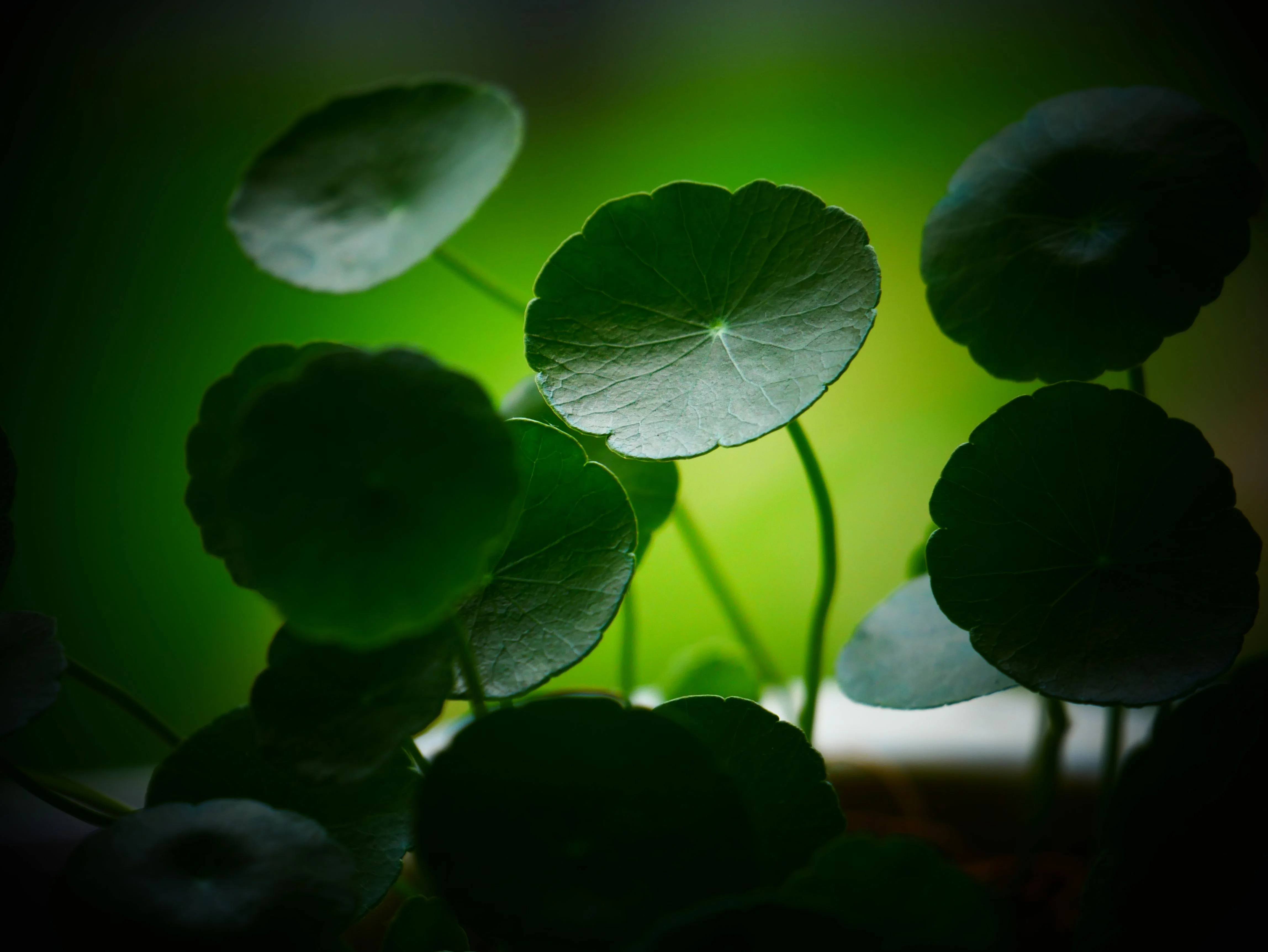 Getting to Know Centella Asiatica: An Indonesian Native Herbal Plant Rich in Benefits