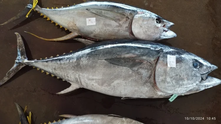 Marine Science as Leverage in Global Tuna Quota Negotiations