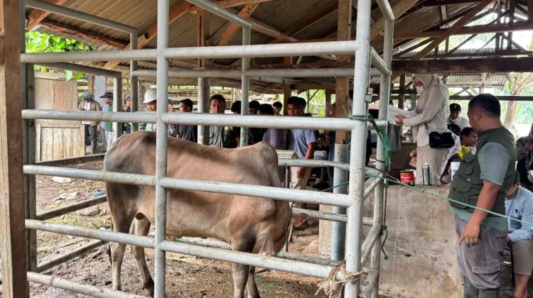 President Prabowo Sends Cattle for Meugang to Flood-Hit Aceh Villages