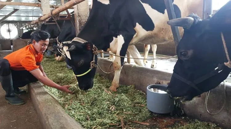 Indonesia–Denmark Cooperation Enhances Feed Safety