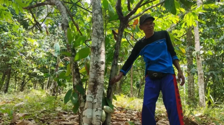 Forestry Ministry Identifies 1.1M Hectares for Coffee, Nutmeg, Cocoa