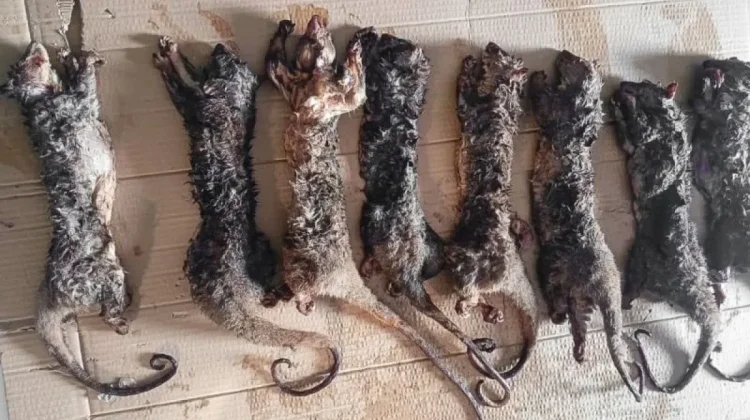 Manado Wildlife Bust Targets Endangered Kuskus Trade