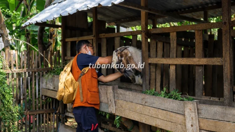 Tuban Intensifies FMD Response Amid Surge in Cases