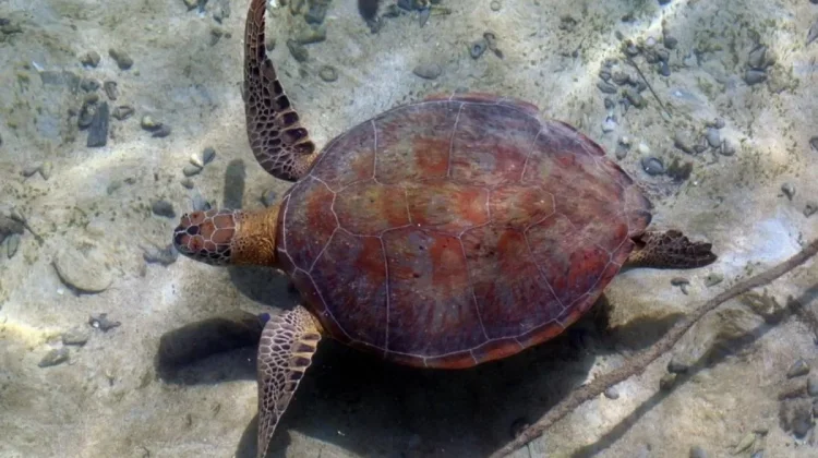 Derawan Islands Put Local Communities at the Heart of Green Turtle Conservation