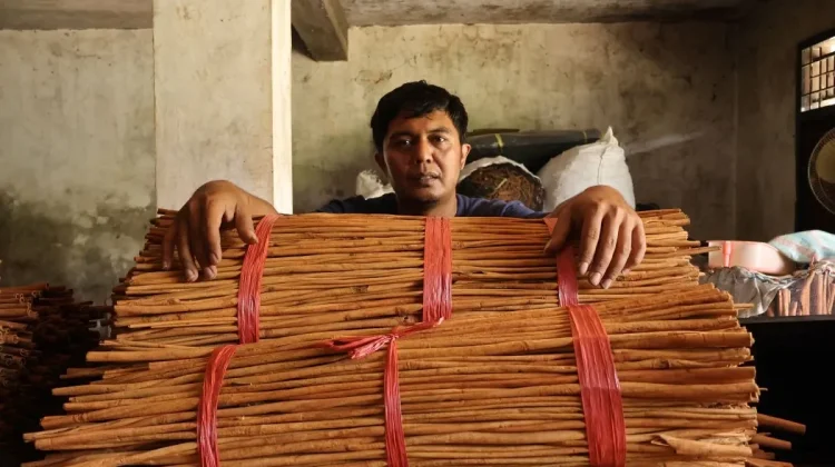 Cinnamon from Agam Regency Farmers Finds Market in Europe After Floods
