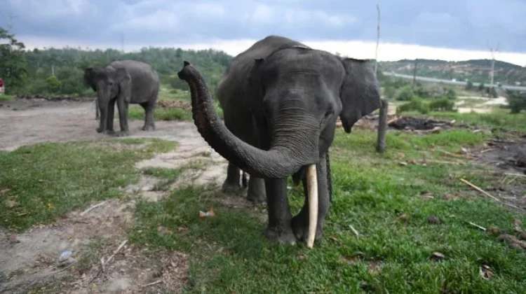 Siak Regency Responds to Elephant Rampage at Mess